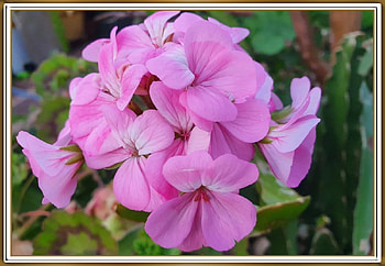 BEAUTIFUL GERANIUMS, PRETTY, NATURE, FLOWERS HD wallpaper