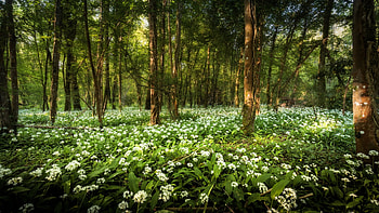 Spring in the Forest, flowers, ramsons, blossoms, trees, branches, bear bow HD wallpaper