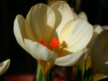 crocus, alone, red, flower HD wallpaper
