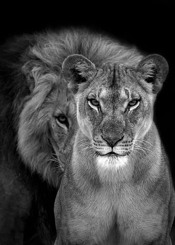 Lions Love black and white' Poster, Lioness Black and White HD phone wallpaper