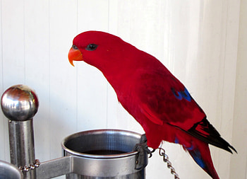 Cute bird, cute, bird, lovely, red HD wallpaper