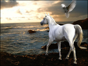 For my new friend Dana (horse2), animal, horse, bird, sunrise HD wallpaper