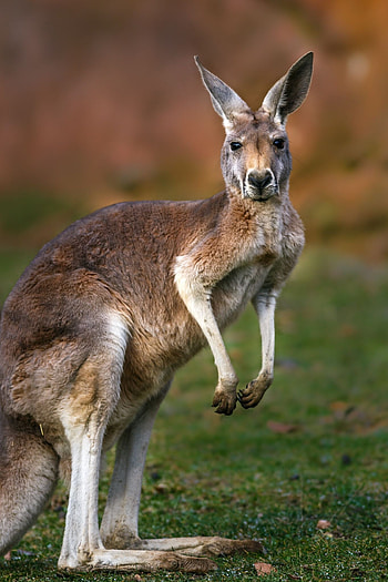 Kangaroo (Animals), Australian animals, Animal kingdom, Wildlife diversity HD phone wallpaper