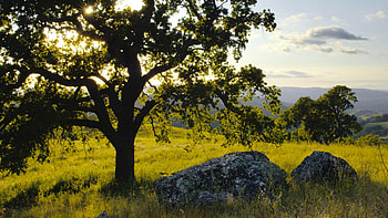 Oak Tree, Oak tree nature, Forest , Serene beauty HD wallpaper