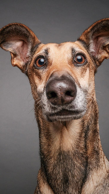 Dogs, Funny Dog HD phone wallpaper