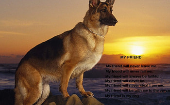 My Friend My Dog, marines, recon, usmc, marine corps HD wallpaper