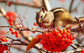 Playful squirrel, Furry companion, Nature's acrobat, Tree climber HD wallpaper