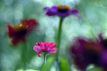 Plants, Flowers HD wallpaper