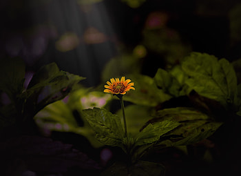 Yellow daisy, sunlight, plant, portrait HD wallpaper