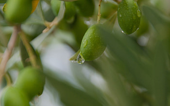olive , Green goodness, Natural beauty, Botanical aesthetics HD wallpaper