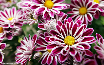 Rainbow Twist, Chrysanthemums HD wallpaper