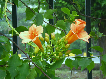 Flowers, nature, yellow and orange colored HD wallpaper