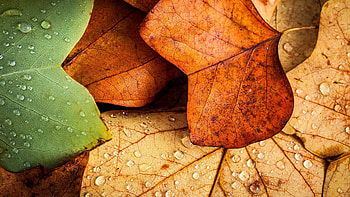 Autumn leaves, U HD wallpaper