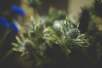 Nature, Flowers, Blur, Smooth, Prickles, Thorns HD wallpaper