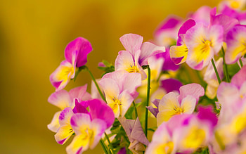 Pansies, pink, flower, yellow, pansy, summer, vara HD wallpaper
