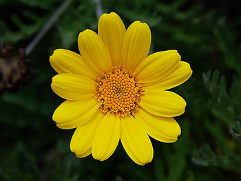 Yellow-Chamomile, nature, yellow, chamomile, flower HD wallpaper