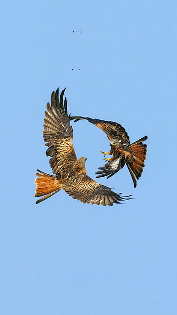 Bird , Hawk art, Stunning visuals HD phone wallpaper