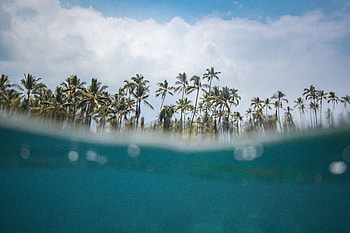 Hawaii, beach, sea wave, palm trees HD wallpaper