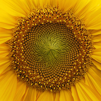 Flowers, Flower, Macro, Petals, Sunflower HD phone wallpaper