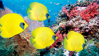 fish background, Popular choice, Colorful , Aquatic life HD wallpaper