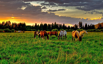 Animals, Sunset, Food, Horses, Field HD wallpaper