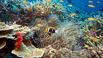 Under the sea, Oceanic landscapes, Aquatic realm, Marine life HD wallpaper