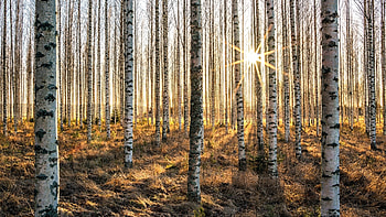 Birch tree , 26 , Birch tree HD wallpaper
