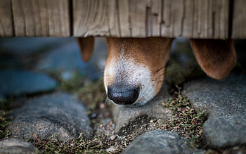 Animals, Macro, Dog, Nose HD wallpaper