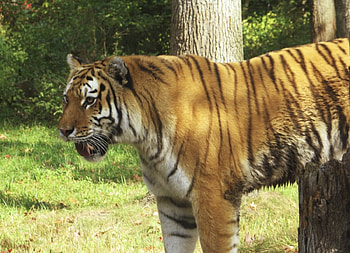 Tiger, tigers, animals HD wallpaper