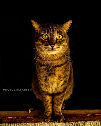Cat, felon, halloween, Miau, bad, gato, Animal, whiskas, Black, tiger, eyes HD phone wallpaper