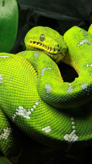 Snake , , backgrounds, Serpent ry HD phone wallpaper