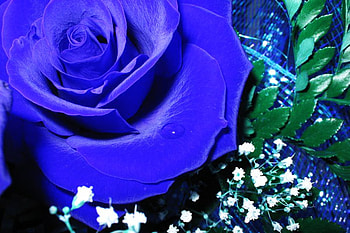 Blue rose, blue, nature, flowers, roses HD wallpaper