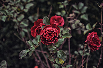 Flowers, Roses, Branch HD wallpaper