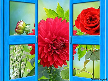 THE GARDEN, DAHLIA, FLOWER, ROSE, WINDOW HD wallpaper
