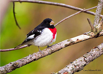 Rose Breasted Grosbeak, branch, beautiful, bird HD wallpaper