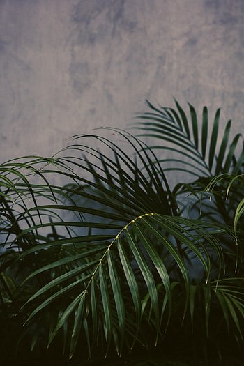 Leaves, Plant, Miscellanea, Miscellaneous, Palm HD phone wallpaper