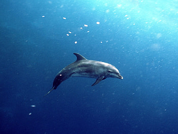 Animals, Dolfins, Sea, Fishes HD wallpaper