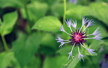 Grass, Drops, Flower, Macro, Field HD wallpaper