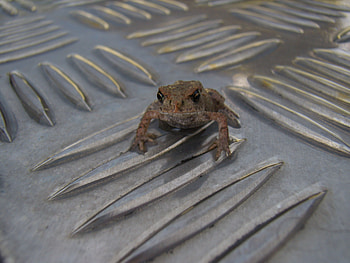 little little frog, cute, frog, graphy, little HD wallpaper