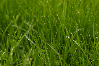 Green grass, landscape, water drops HD wallpaper