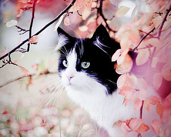 Cute Cat, animal, cute, cat, pet HD wallpaper