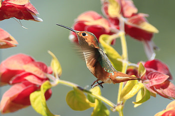 Animals, Flowers, Humming-Birds, Bird, Branches HD wallpaper
