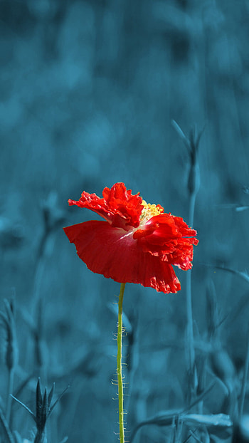 Poppy Flower, Red poppy, U, Striking beauty HD phone wallpaper