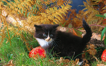 Animals, Grass, Autumn, Kitty, Kitten, Climb HD wallpaper