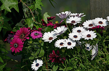 Flowers, Flower Bed, Flowerbed, Burgundy, Dimorfoteka, Dimorphotheque HD wallpaper