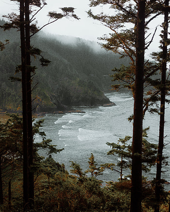 Nature, Trees, Sea, Rocks, Fog, Surf HD phone wallpaper