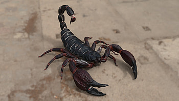 Scorpion, Venomous arthropod, ZBrushCentral art, Arachnid classification HD wallpaper