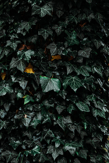 Nature, Leaves, Bush, Plant HD phone wallpaper