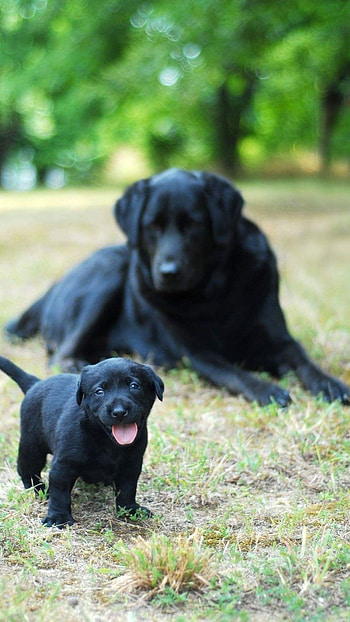 Black Dog, Cute, Black, Dog HD phone wallpaper