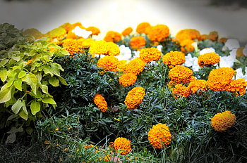 Flowers, Blur, Smooth, Flower Bed, Flowerbed, Velvet, Barhotki HD wallpaper